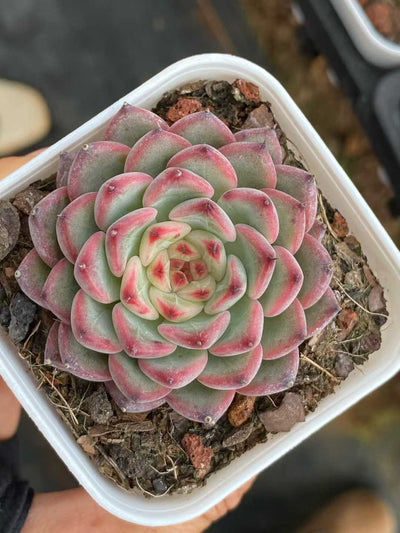 多肉植物 スターライトジェニー 24株セット 2.5号鉢 品番AA00114