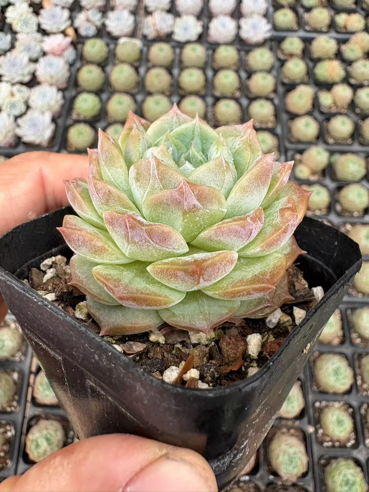 多肉植物 ゼリーソフトキャンディ 50株セット 2.5号鉢 品番AD00054