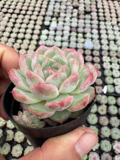 多肉植物 リリス 50株セット 2号鉢 品番AD00008