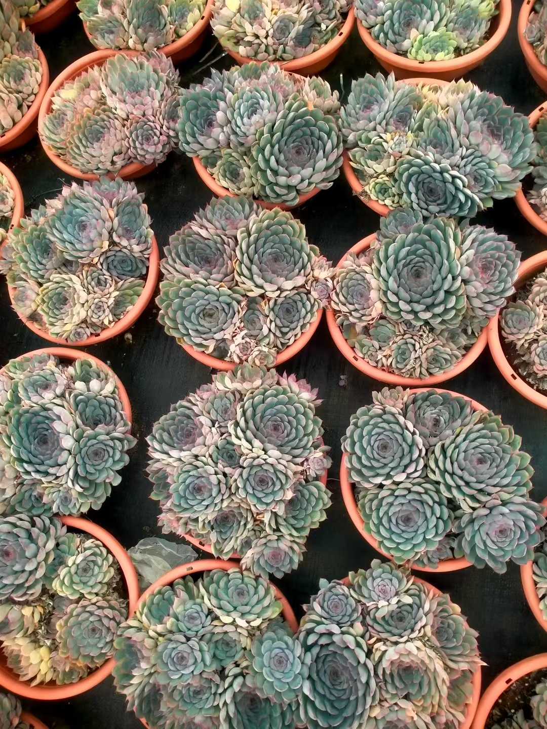 多肉植物 ブセイザ 6株セット 6号鉢 品番ZG00062