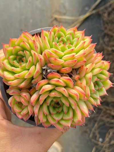 多肉植物 フラッシュ 18株セット 3号鉢 品番AA00158