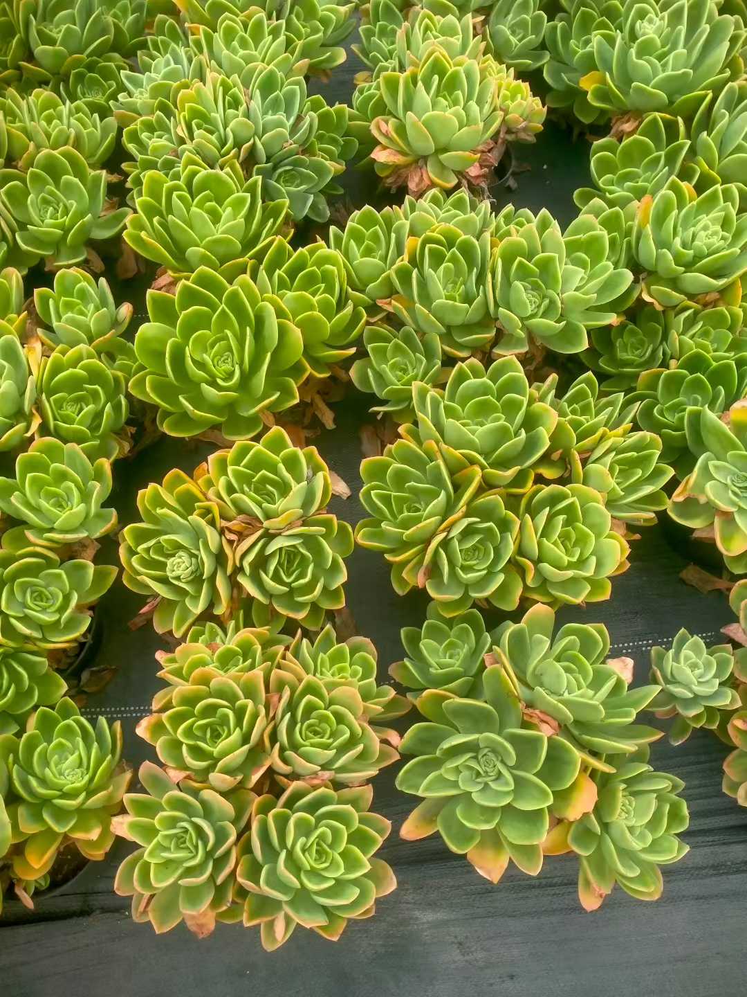 多肉植物 キンキ 12株セット 5号鉢 品番ZG00052