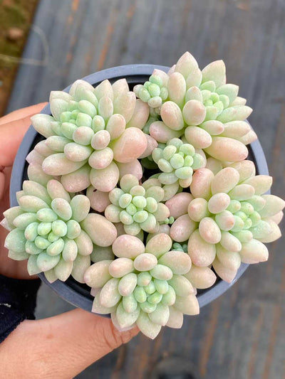 多肉植物 ロココ 18株セット 3号鉢 品番AA00165