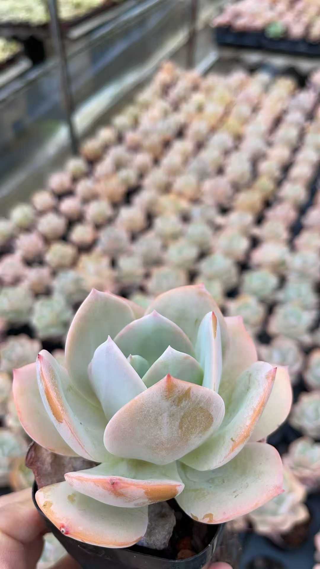 多肉植物 ハクホウ 50株セット 2.5号鉢 品番AE00009