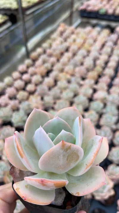 多肉植物 ハクホウ 50株セット 2.5号鉢 品番AE00009