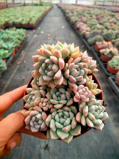 多肉植物 ソウカグン 24株セット 4号鉢 品番ZG00021