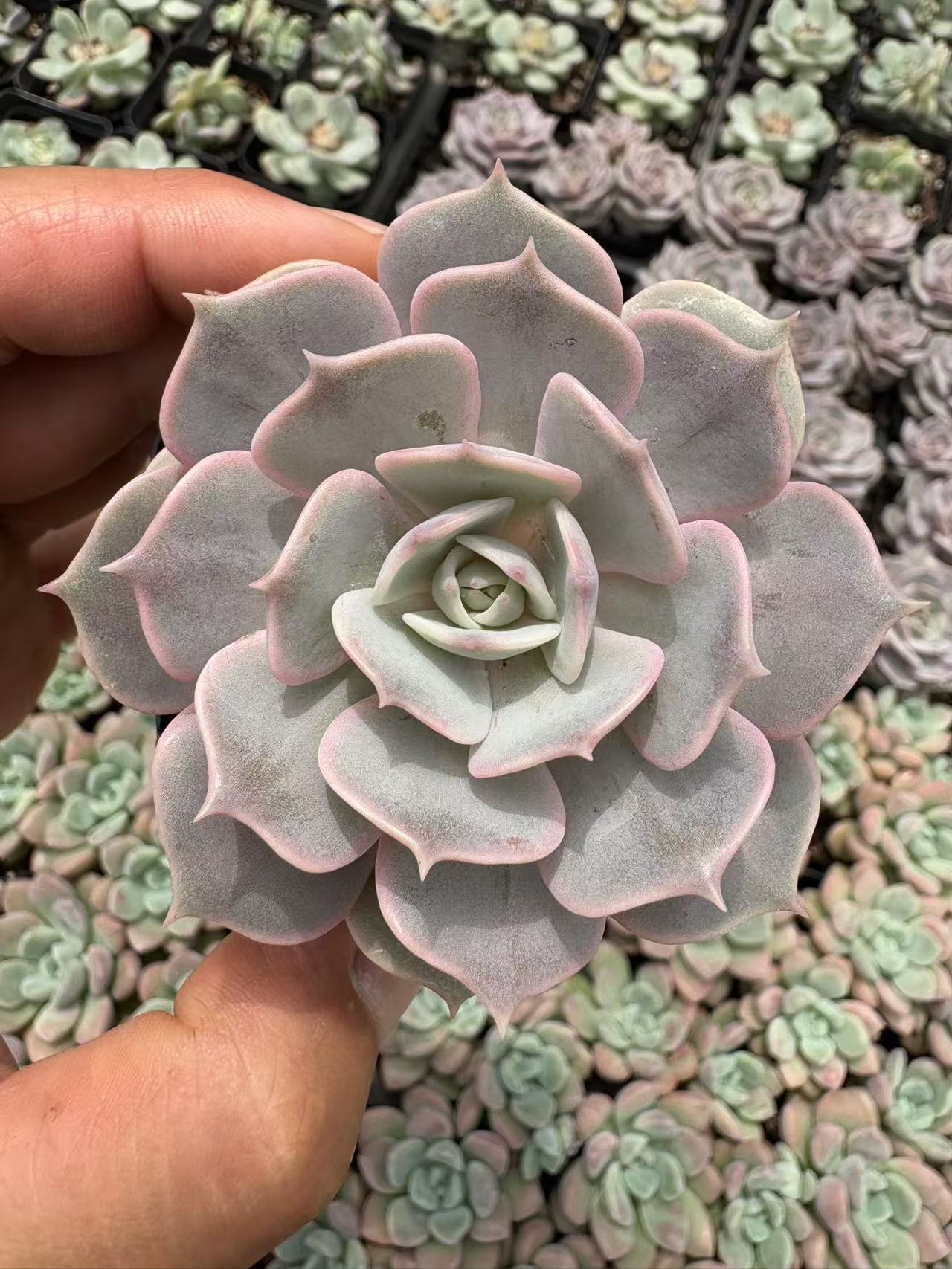 多肉植物 ルナレン 50株セット 2.5号鉢 品番AD00177