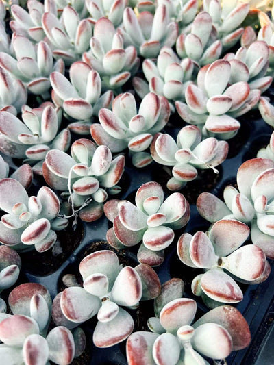 多肉植物 ピンポンフクニャン 72株セット 品番AH00001