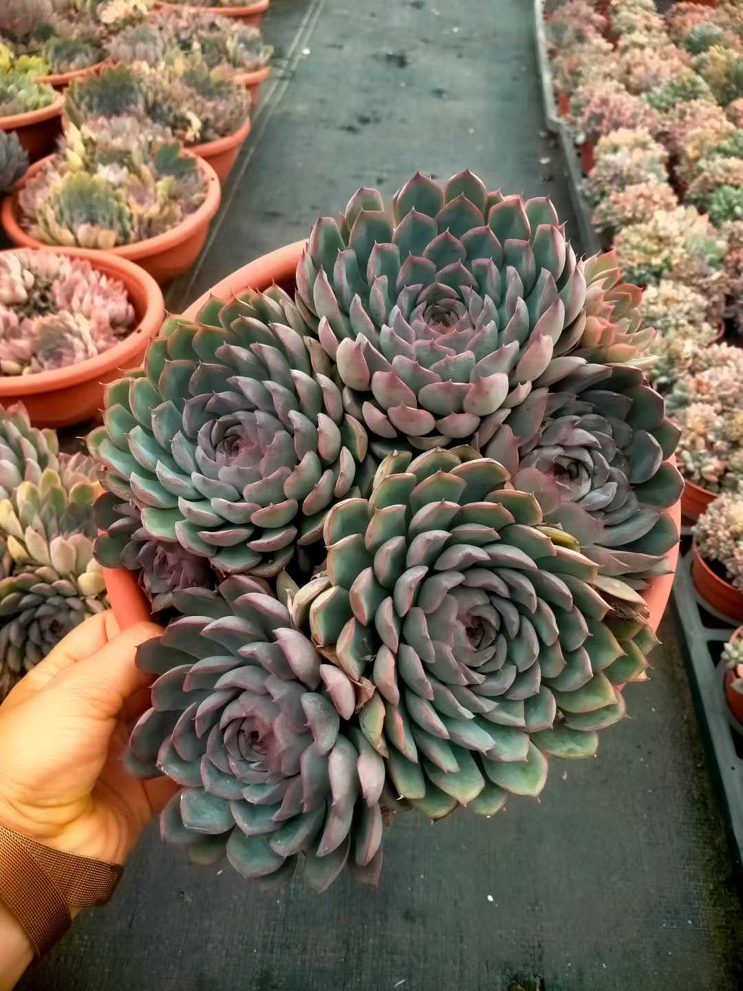 多肉植物 ブセイザ 6株セット 6号鉢 品番ZG00062