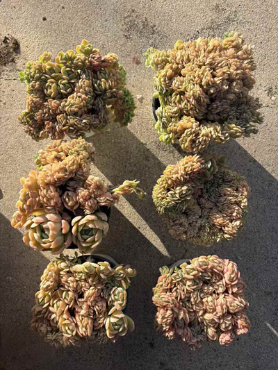 多肉植物 ベリーけい 18株セット 3号鉢 品番AD00230