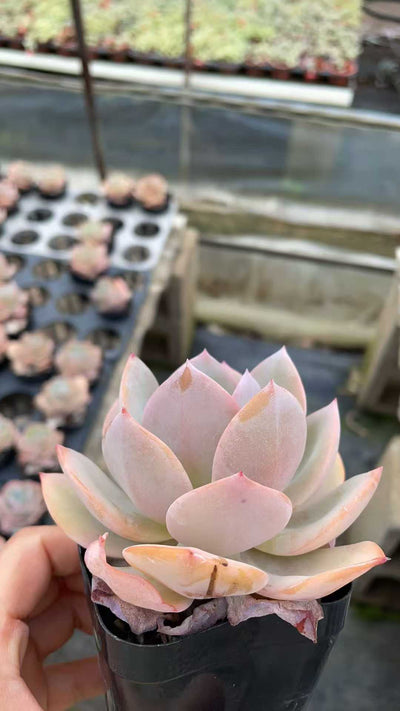 多肉植物 フンホウ 50株セット 2.5号鉢 品番AE00026