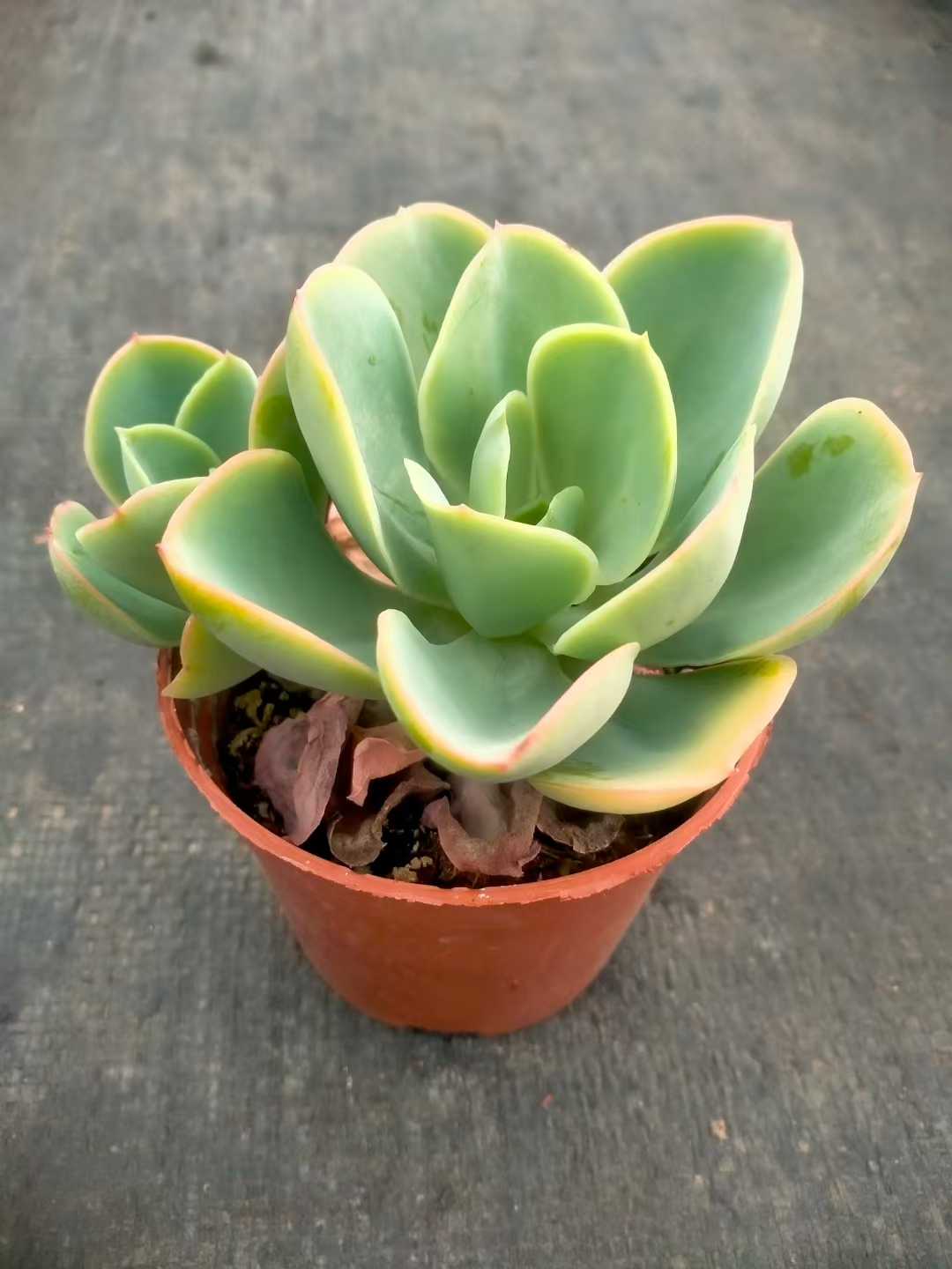 多肉植物 ヒトエモモ 35株セット 3号鉢 品番ZG00020