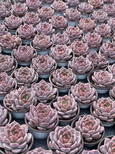 多肉植物 Qオレンジ 18株セット 3号鉢 品番AA00138