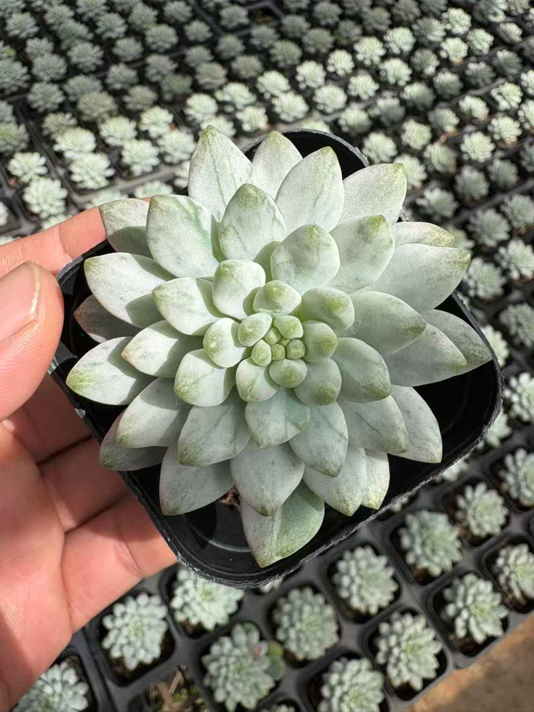 多肉植物 あおりんごにしき 50株セット 2.5号鉢 品番AD00163