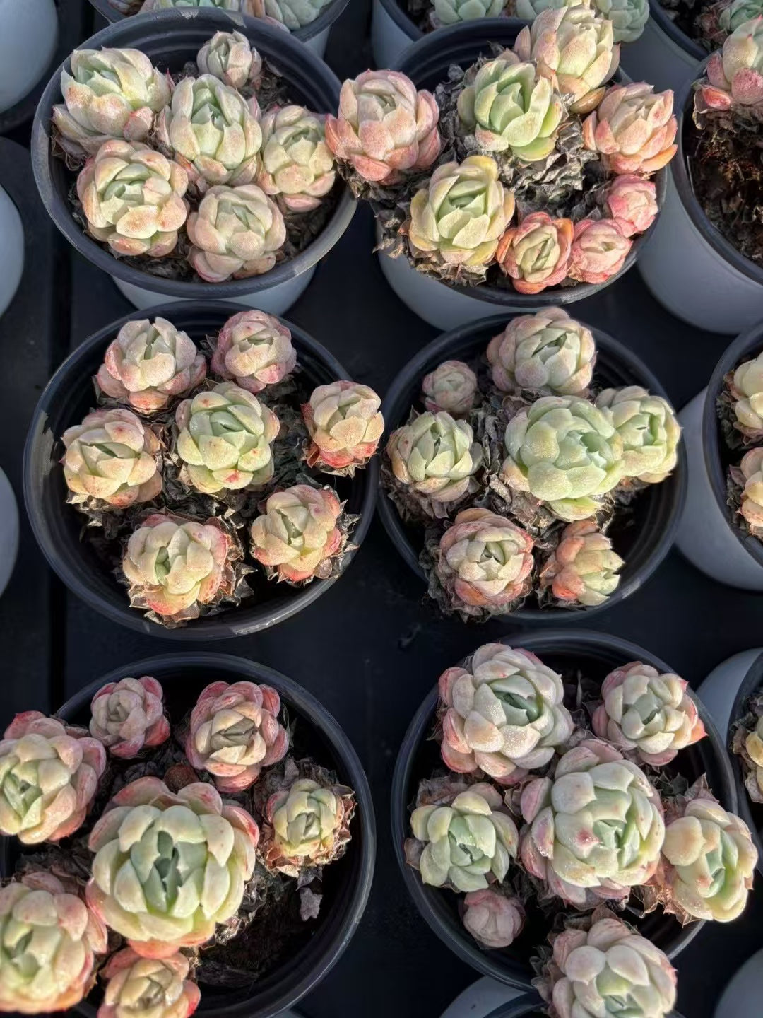 多肉植物 ベリー 36株セット 3号鉢 品番AD00143