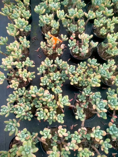 多肉植物 ロウショウコウビジン 12株セット 5号鉢 品番ZG00038