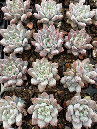 多肉植物 ぼだいびじん 50株セット 2.5号鉢 品番AD00200