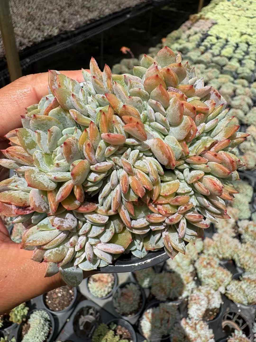 多肉植物 はくほうざつけい 18株セット 3号鉢 品番AD00219