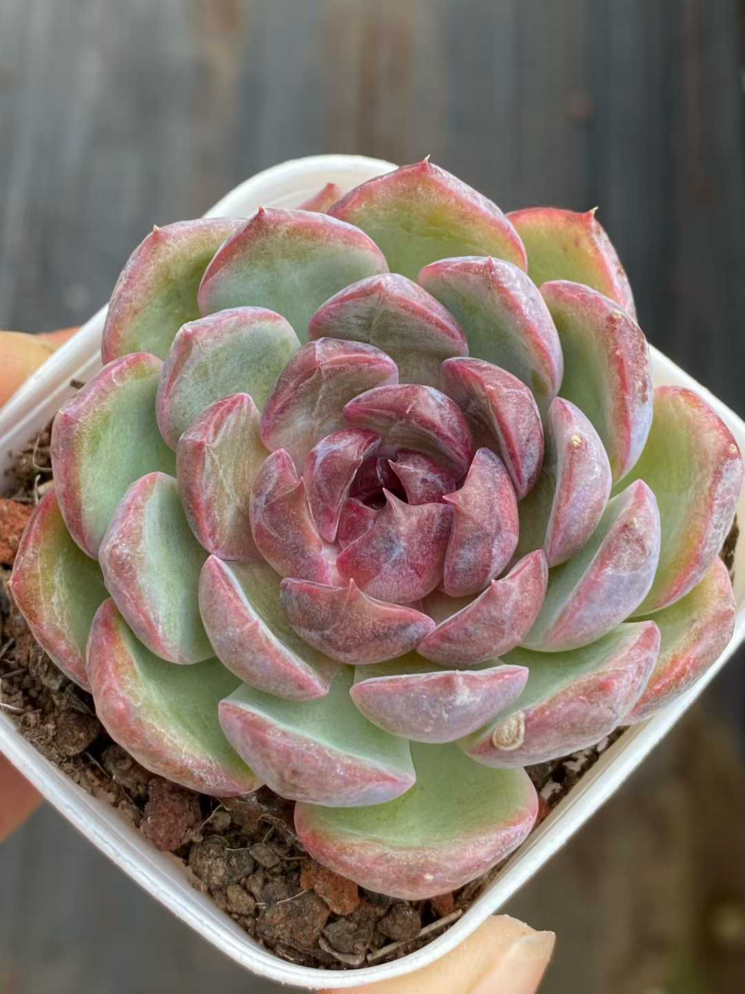 多肉植物 ブルーベリー 50株セット 2.5号鉢 品番AA00163