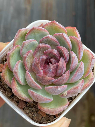 多肉植物 ブルーベリー 50株セット 2.5号鉢 品番AA00163