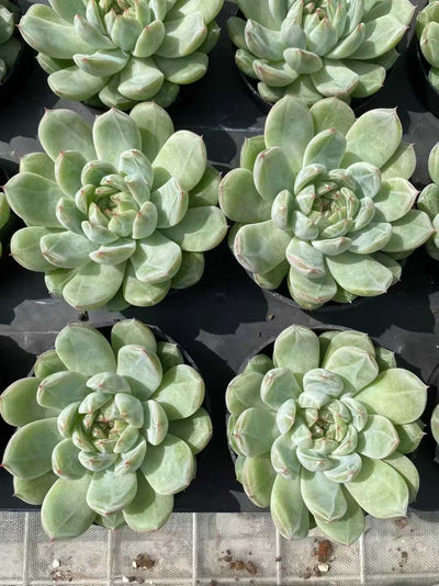 多肉植物 ユキハナジェニー 35株セット 3号鉢 品番AF00026