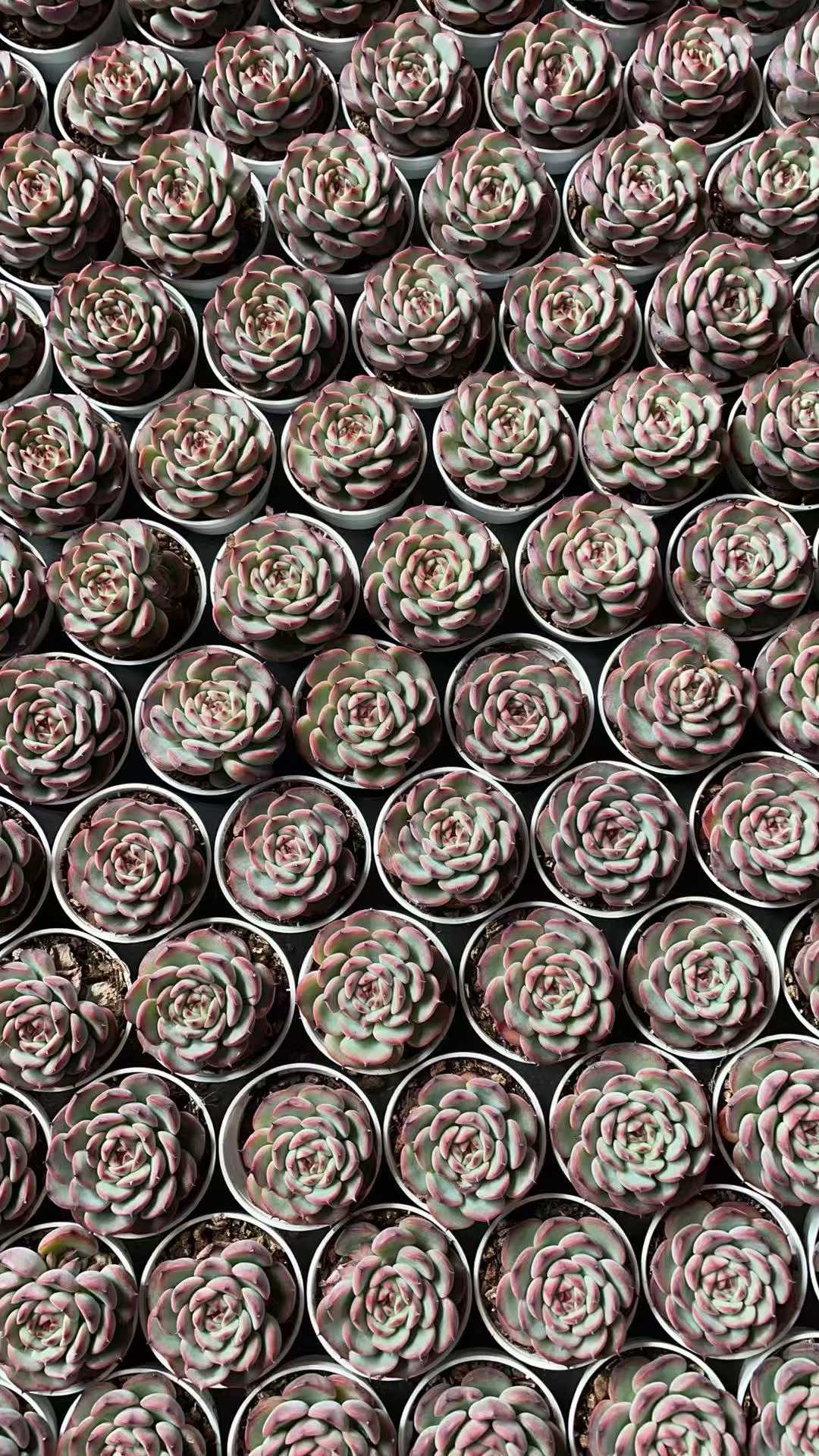 多肉植物 マセル 50株セット 2号鉢 品番AE00040