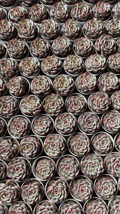 多肉植物 マセル 50株セット 2号鉢 品番AE00040