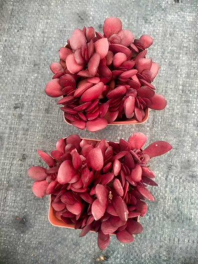 多肉植物 シチョウ 48株セット 2.5号鉢 品番ZG00043