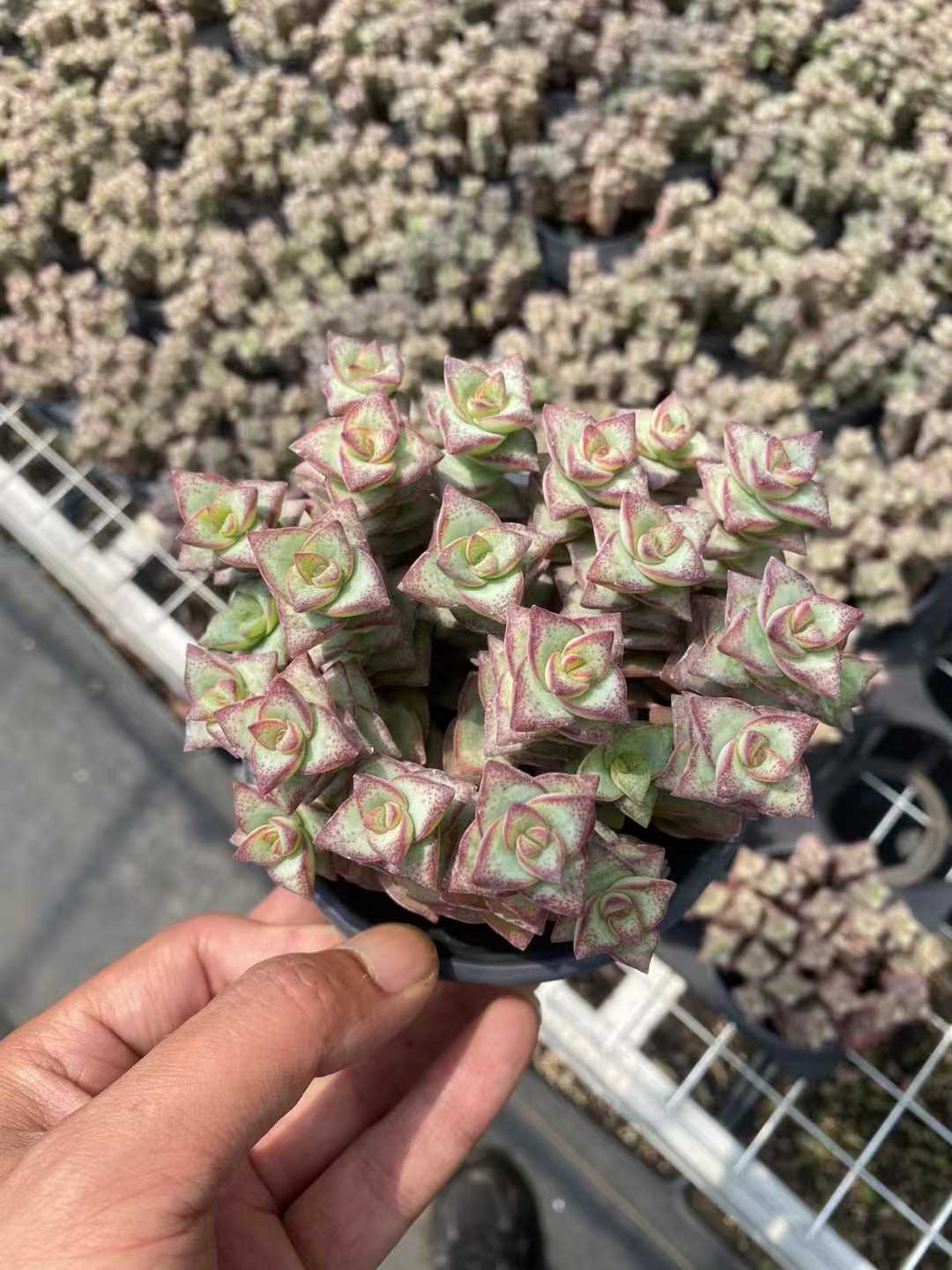 多肉植物 ホシオウジ 15株セット 4号鉢 品番AF00006