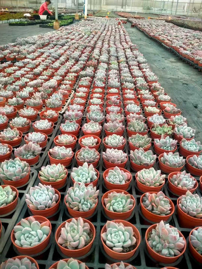 多肉植物 エンジウン 35株セット 3号鉢 品番ZG00063