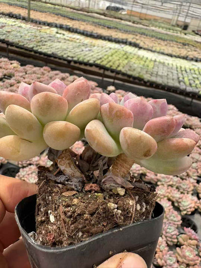 多肉植物 ははんろそうとう 50株セット 2.5号鉢 品番AD00205
