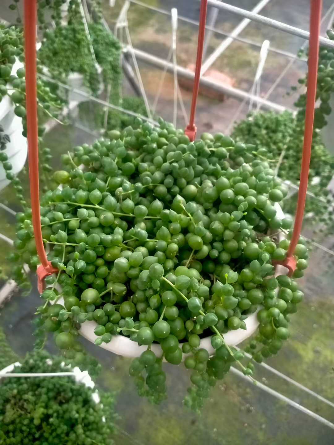 多肉植物 エンジュダイチョウボン 12株セット 5号鉢 品番ZG00059