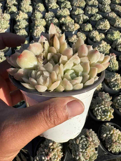 多肉植物 はくげつえい 18株セット 3号鉢 品番AD00235