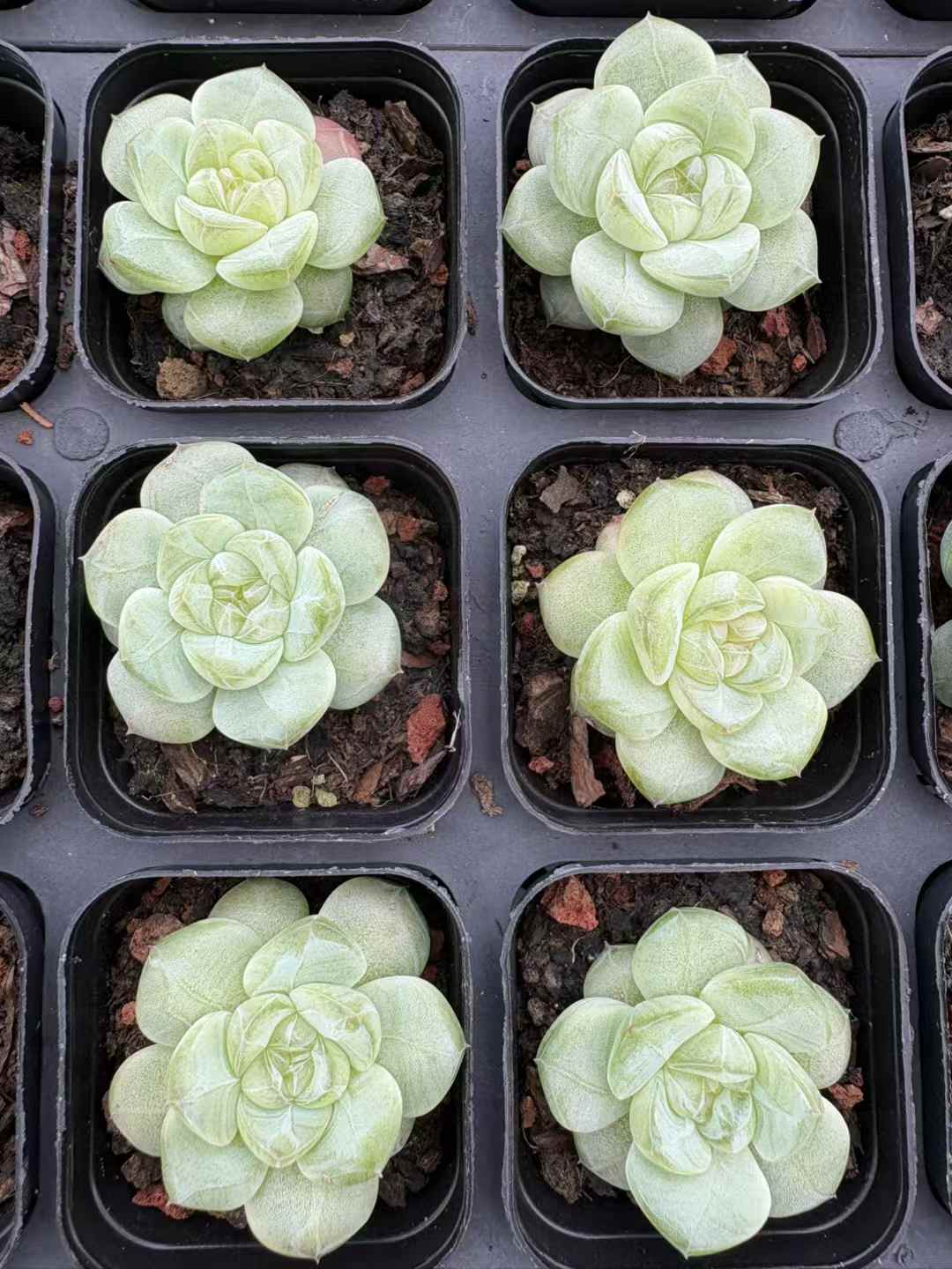 多肉植物 まっちゃプリン 50株セット 2.5号鉢 品番AD00169