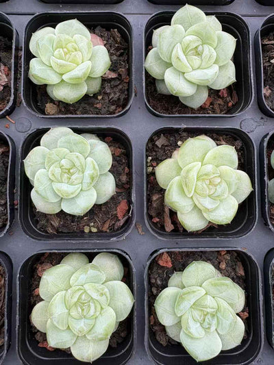 多肉植物 まっちゃプリン 50株セット 2.5号鉢 品番AD00169