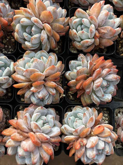 多肉植物 マリリンそうとう 50株セット 2.5号鉢 品番AD00112