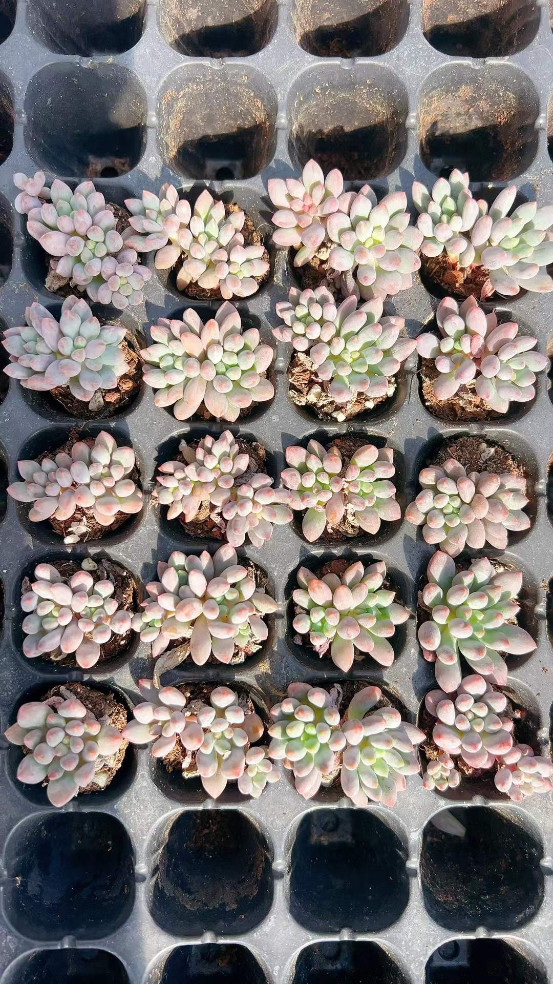 多肉植物 ドラセナウォーター 105株セット 品番AH00007