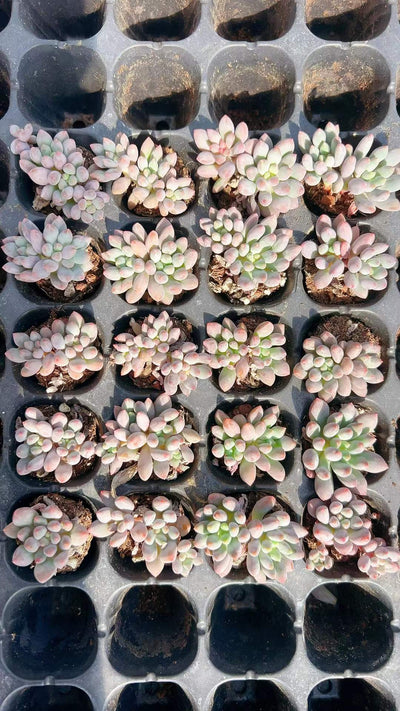 多肉植物 ドラセナウォーター 105株セット 品番AH00007