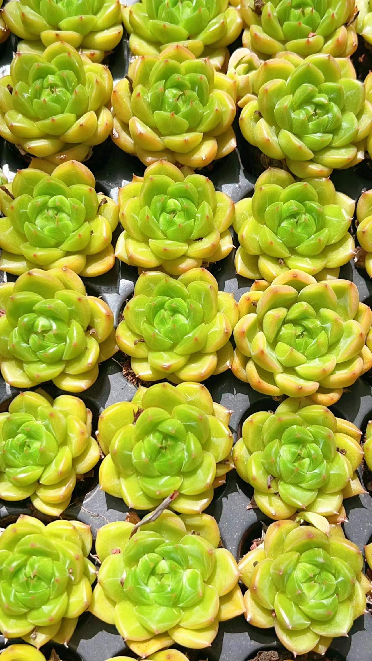 多肉植物 グリーンダイヤモンド 105株セット 品番AH00012