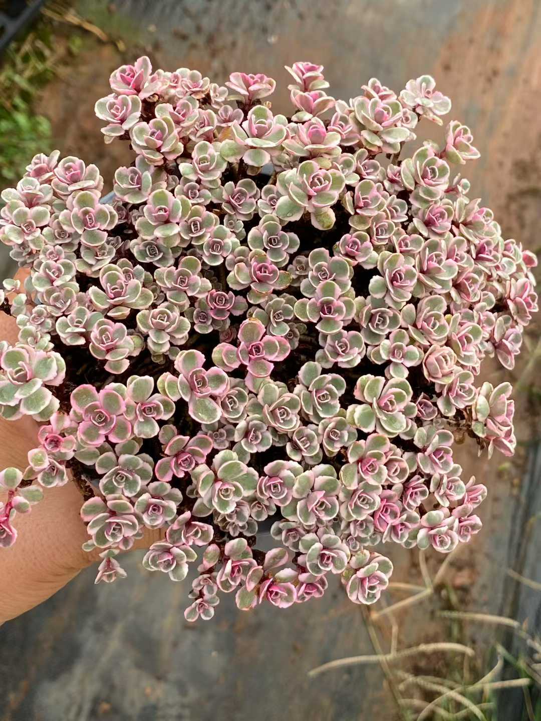 多肉植物 サンフラワー 12株セット 4号鉢 品番AA00172
