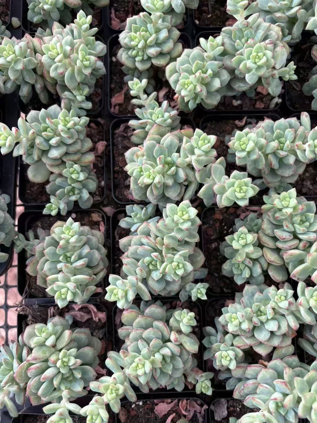 多肉植物 タンゴ 50株セット 2.5号鉢 品番AD00080