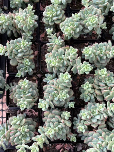 多肉植物 タンゴ 50株セット 2.5号鉢 品番AD00080