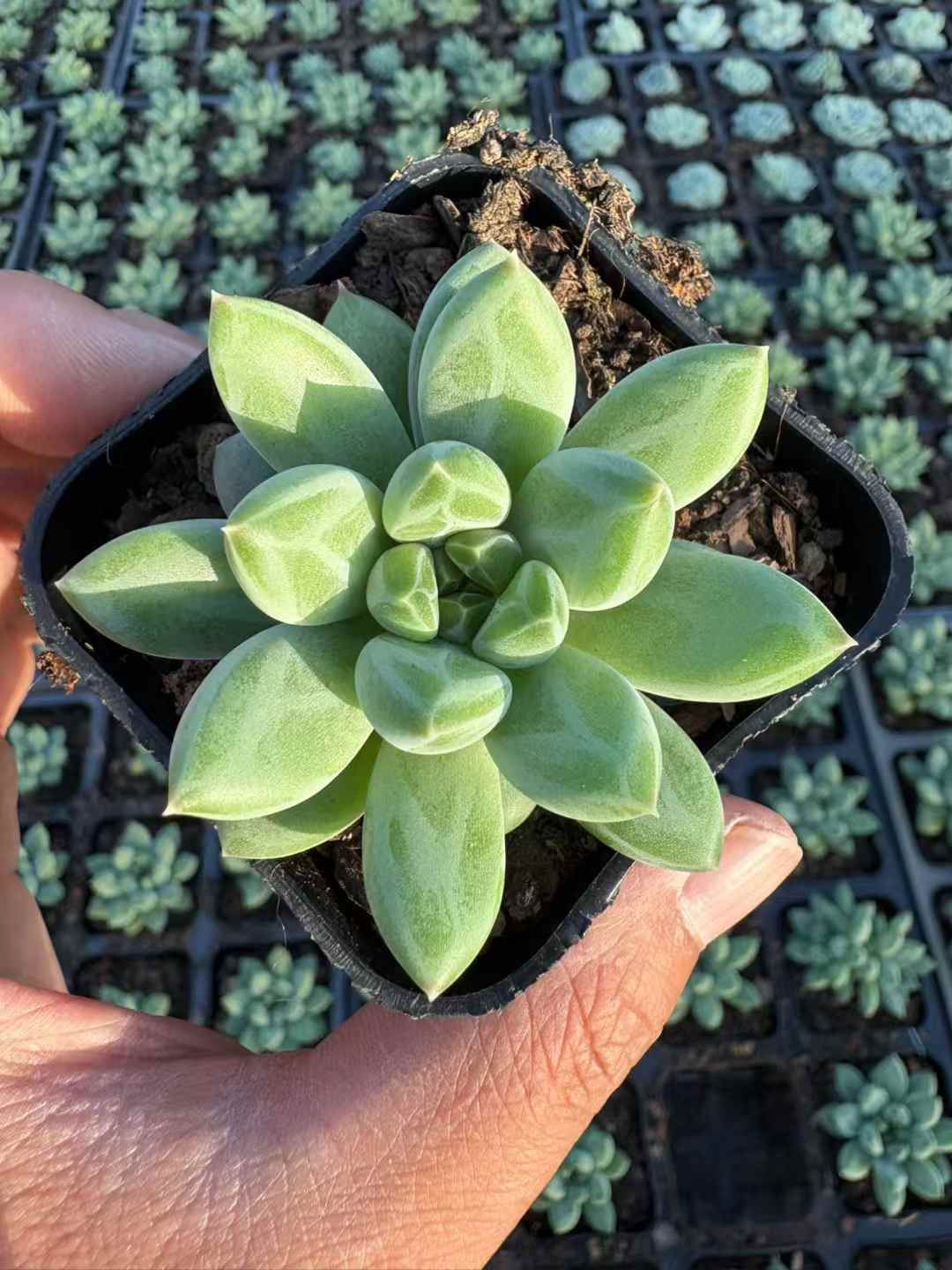 多肉植物 へきぎょく 50株セット 2.5号鉢 品番AD00238