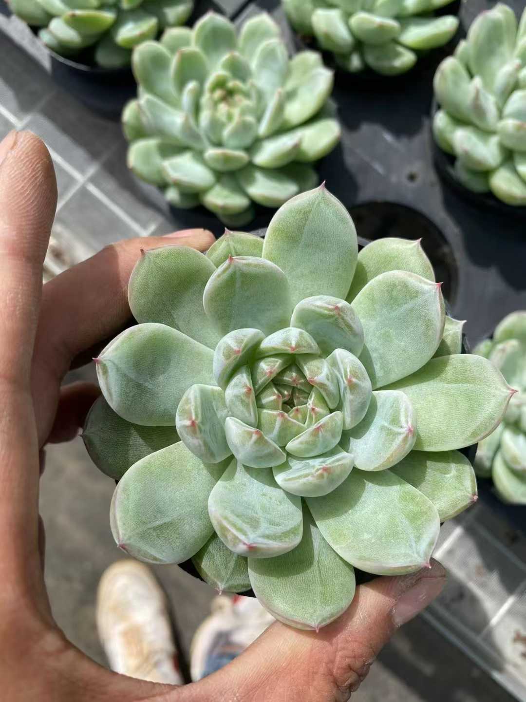 多肉植物 ユキハナジェニー 35株セット 3号鉢 品番AF00026