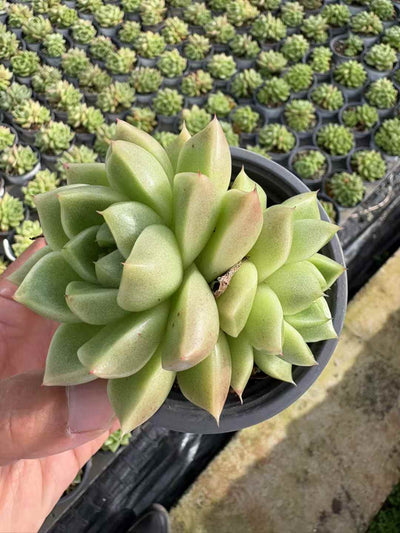 多肉植物 ひょうほうりゅう 18株セット 3号鉢 品番AD00224