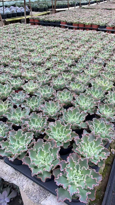 多肉植物 ランコ 15株セット 4号鉢 品番AE00033