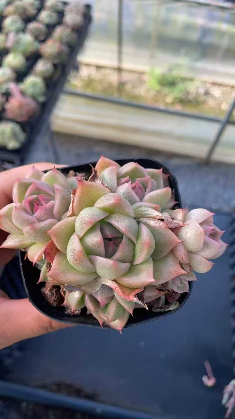 多肉植物 ムギワラ 50株セット 2.5号鉢 品番AE00002