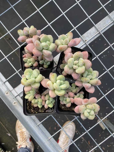 多肉植物 ロシンムラグン 54株セット 2.5号鉢 品番AF00031