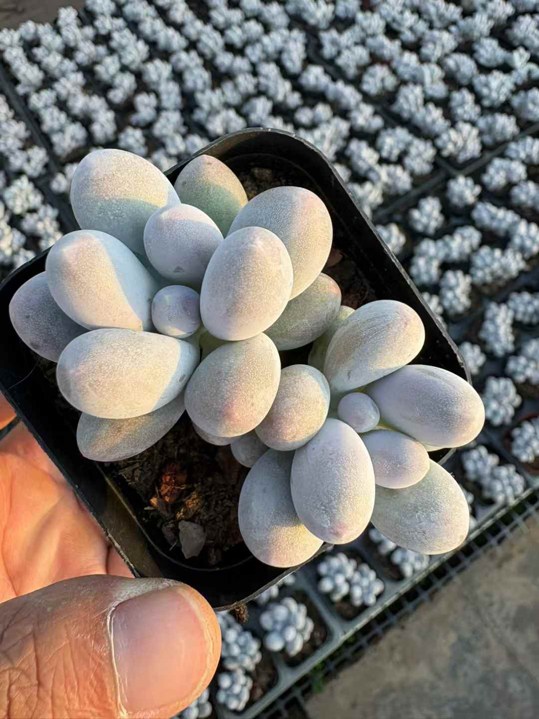 多肉植物 だんご 50株セット 2.5号鉢 品番AD00242