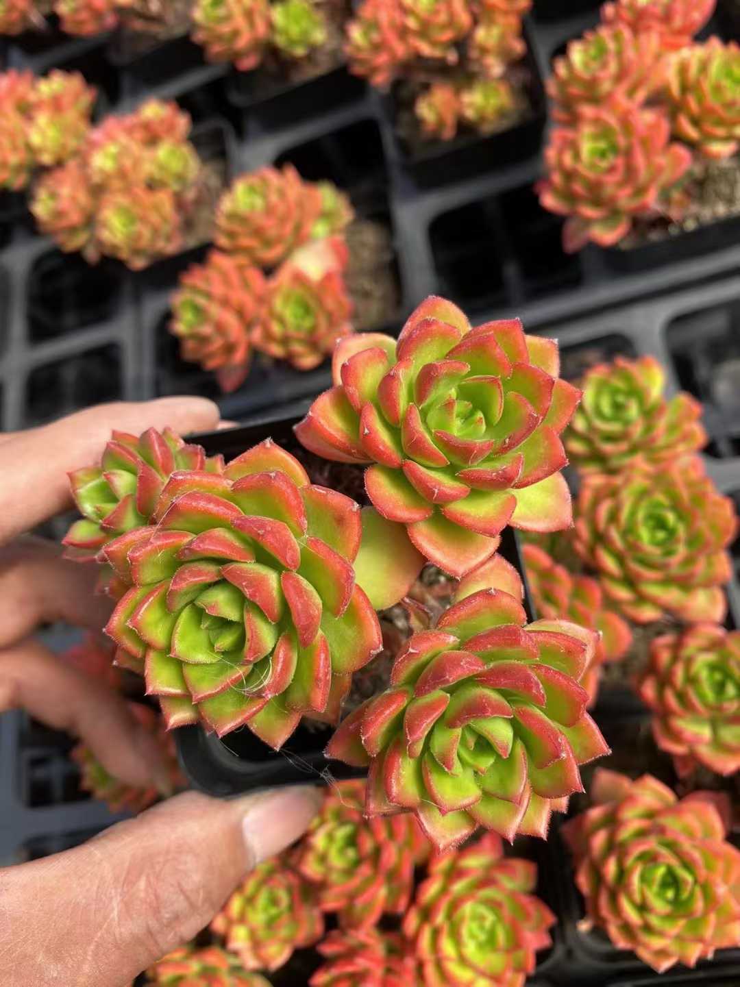 多肉植物 ティアグン 54株セット 2.5号鉢 品番AF00056